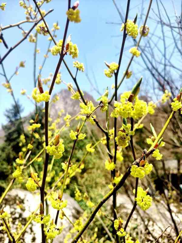  红河谷春日生态深度观察：一份来自山谷的自然观察笔记 文化旅游 红河谷春日生态深度观察：一份来自山谷的自然观察笔记 文化旅游