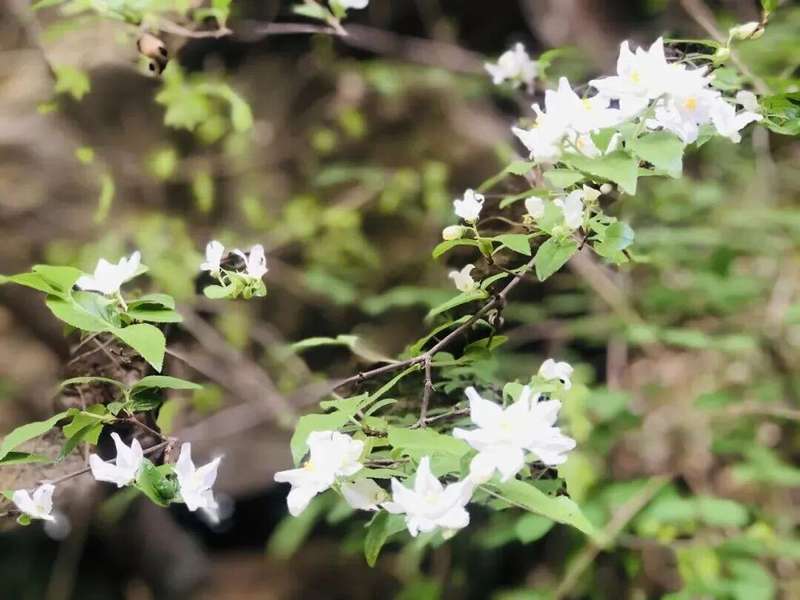  红河谷春日生态深度观察：一份来自山谷的自然观察笔记 文化旅游 红河谷春日生态深度观察：一份来自山谷的自然观察笔记 文化旅游