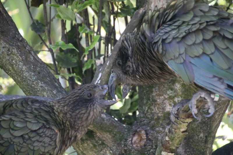 【深度解析】缺失上喙的啄羊鹦鹉,如何将生理缺陷逆转为战斗优势? 新闻 【深度解析】缺失上喙的啄羊鹦鹉,如何将生理缺陷逆转为战斗优势? 新闻