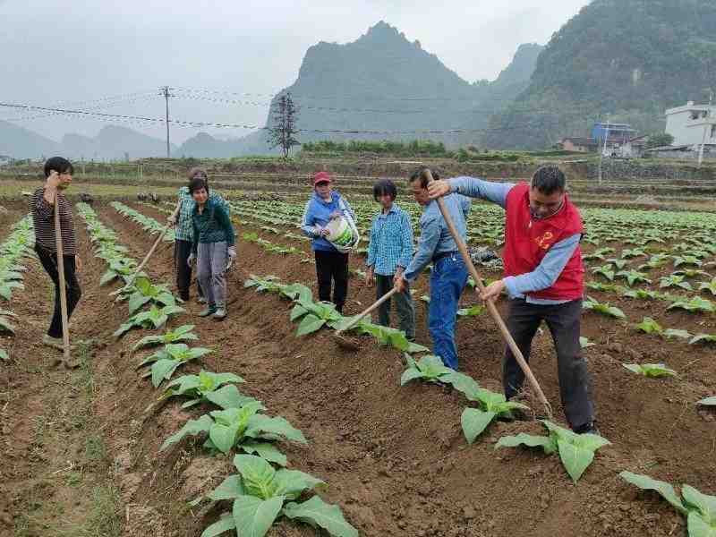  烟田排水体系与根茎病害防控：罗城烟草的技术攻坚实践 新闻 烟田排水体系与根茎病害防控：罗城烟草的技术攻坚实践 新闻 烟田排水体系与根茎病害防控：罗城烟草的技术攻坚实践 新闻 烟田排水体系与根茎病害防控：罗城烟草的技术攻坚实践 新闻