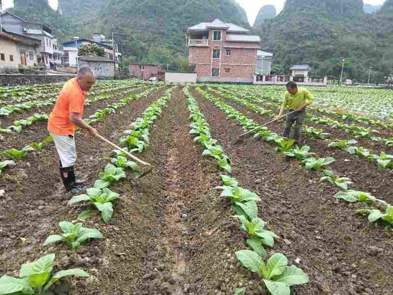  烟田排水体系与根茎病害防控：罗城烟草的技术攻坚实践 新闻 烟田排水体系与根茎病害防控：罗城烟草的技术攻坚实践 新闻 烟田排水体系与根茎病害防控：罗城烟草的技术攻坚实践 新闻 烟田排水体系与根茎病害防控：罗城烟草的技术攻坚实践 新闻