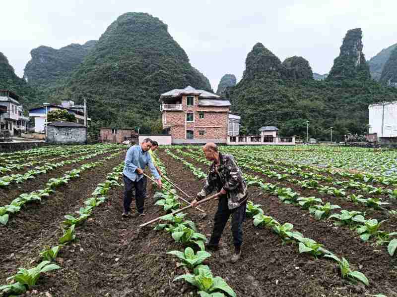  烟田排水体系与根茎病害防控：罗城烟草的技术攻坚实践 新闻 烟田排水体系与根茎病害防控：罗城烟草的技术攻坚实践 新闻 烟田排水体系与根茎病害防控：罗城烟草的技术攻坚实践 新闻 烟田排水体系与根茎病害防控：罗城烟草的技术攻坚实践 新闻